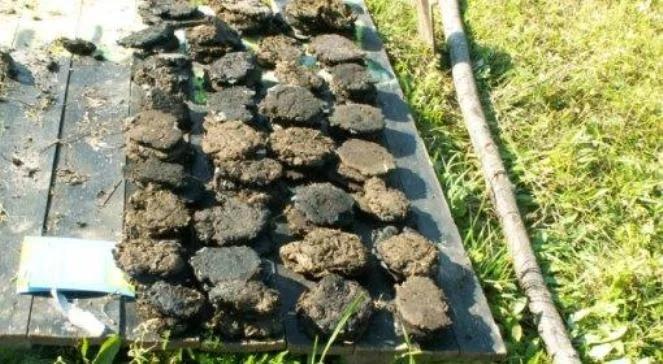 Na Białorusi rzucają krowimi plackami. Pobiją rekord?