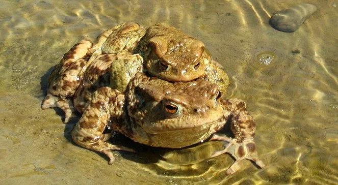 Ropuchy potrafią przewidzieć nadejście kataklizmu?