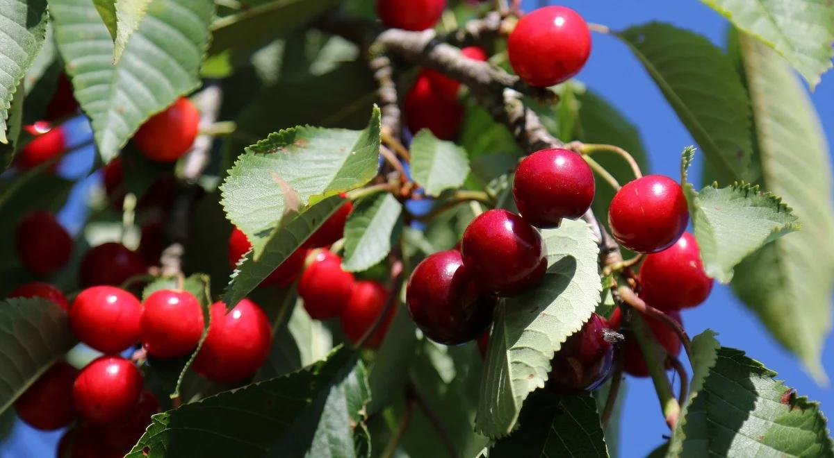 Jak rozwiązać trudną sytuację producentów owoców? 