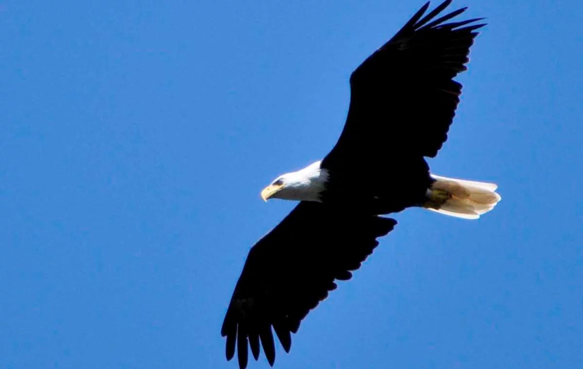 Francja: wojsko szkoli orły do walki z dronami