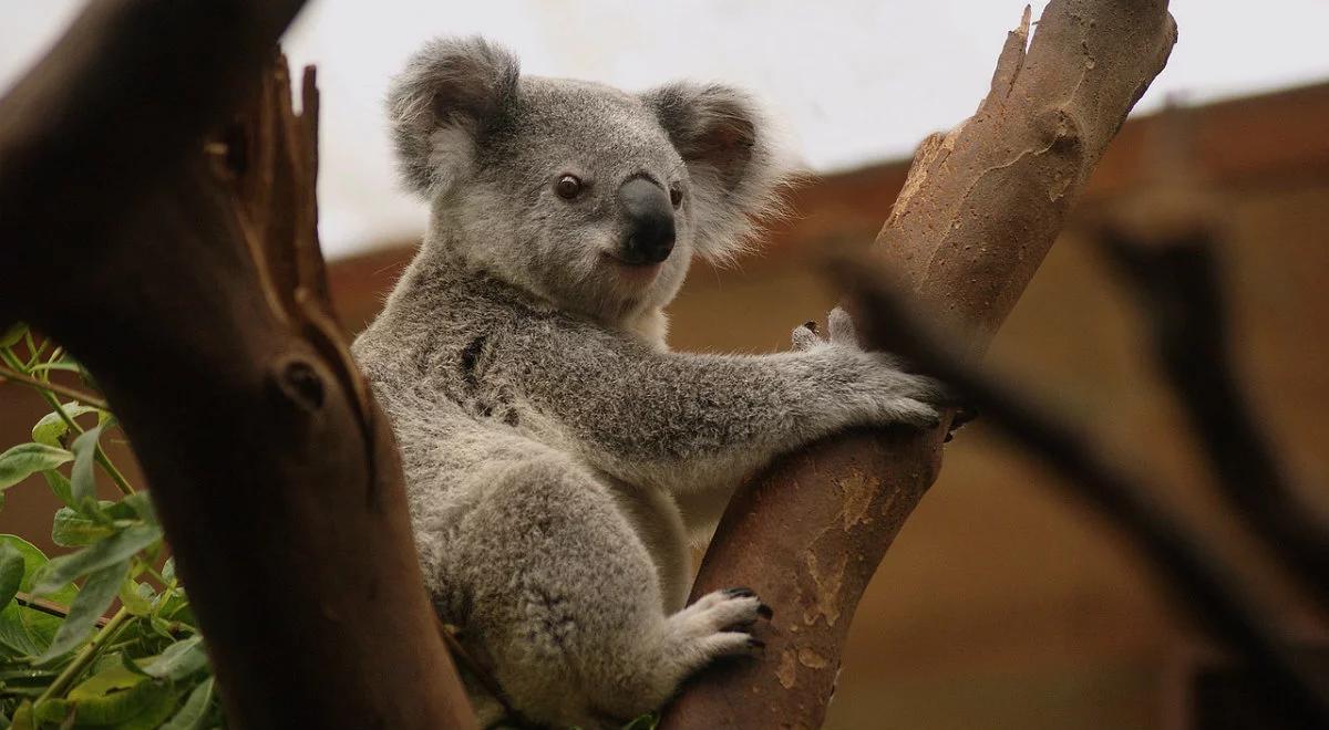 Tragiczne pożary w Australii. Wrocławskie zoo pomaga ratować zwierzęta