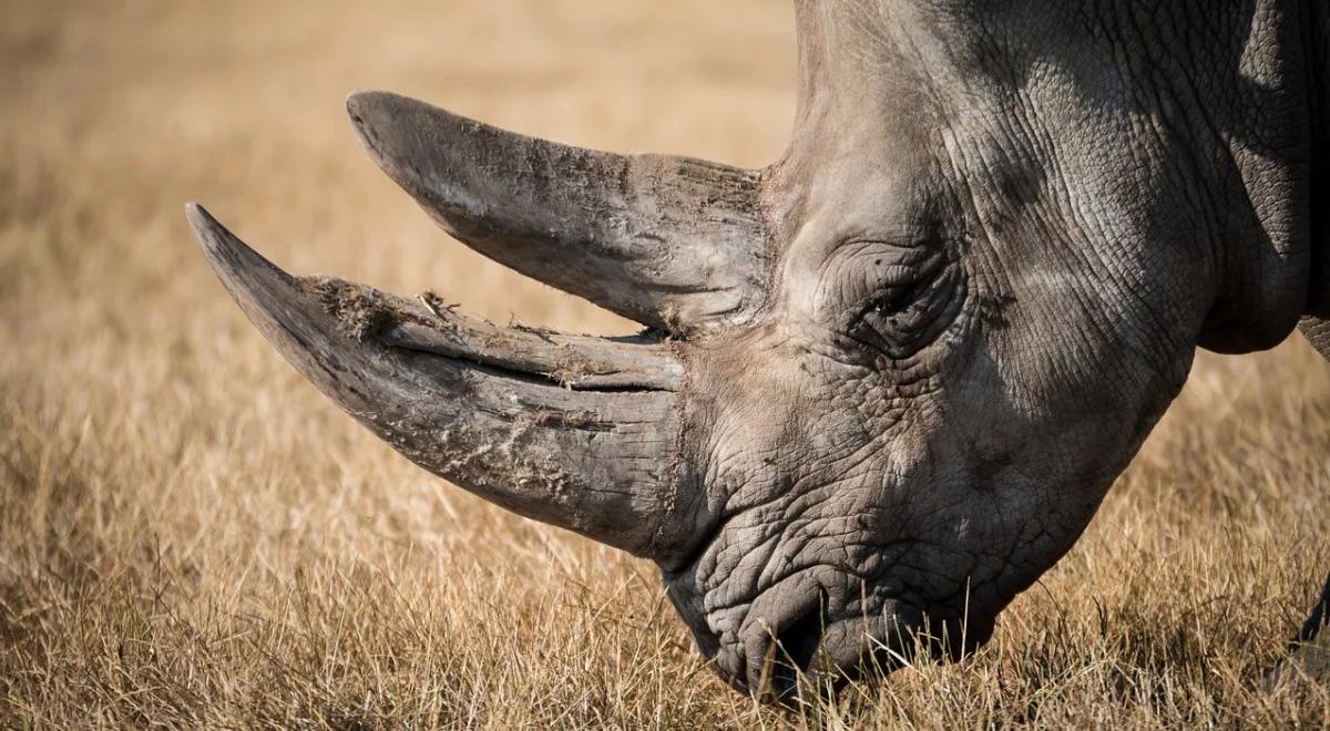 Zabójstwa, tortury. Poważne oskarżenia pod adresem organizacji WWF