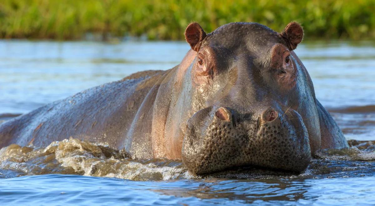 Wskoczył do stawu z hipopotamami w zoo. Oto jak zareagowały