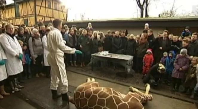 Duńczycy zabili w zoo żyrafę. "To są wynaturzenia. Mogli ją oddać do Krakowa"