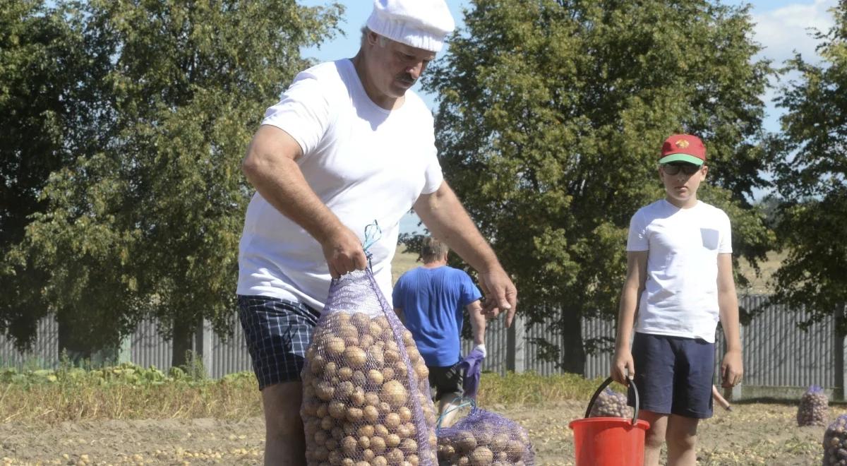 Ziemniaki jak towar luksusowy na Białorusi. Łukaszenka znalazł winnych