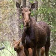 Park alarmuje: łosiom brakuje pożywienia