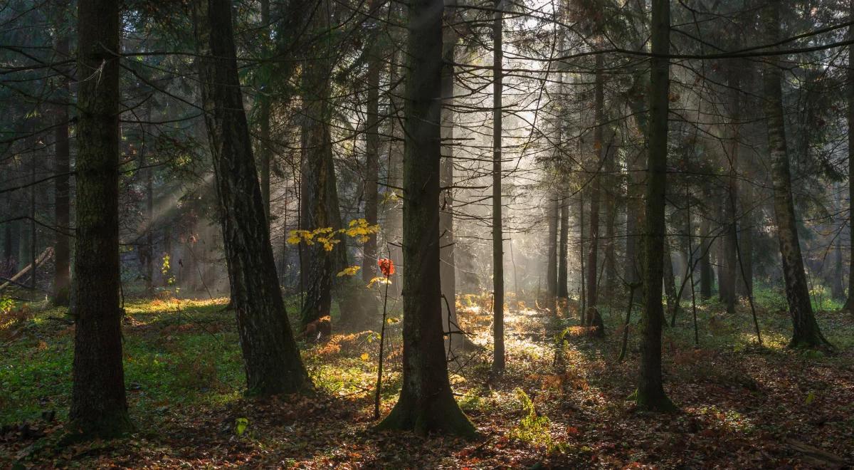 Co dalej z Puszczą Białowieską?