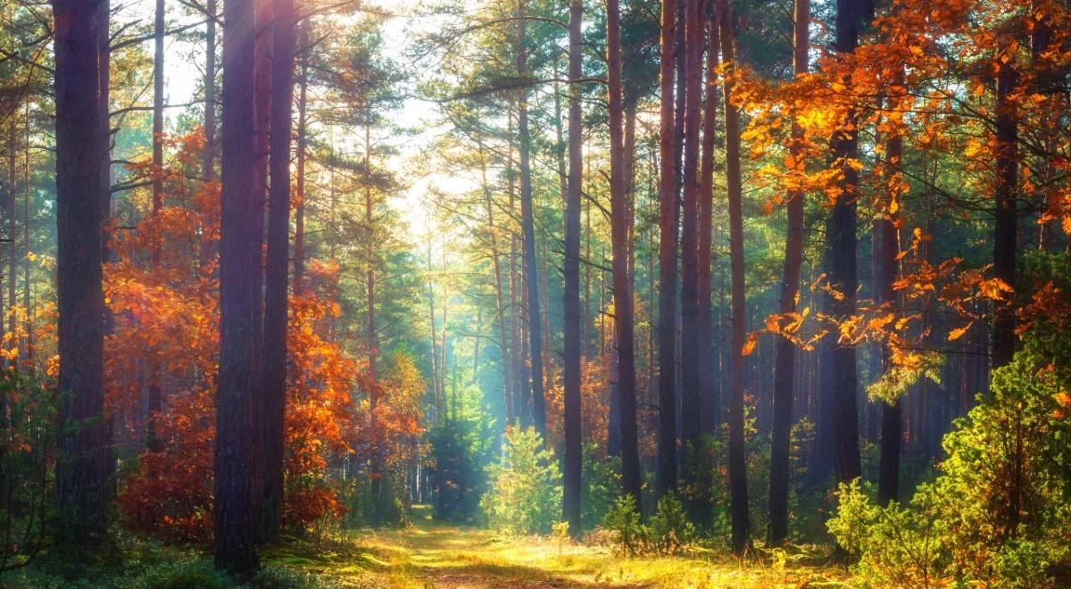 Słońce i przyjemne temperatury. Sprawdź prognozę na najbliższy tydzień