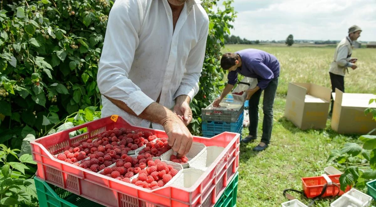 Polska to malinowy król. W UE nie mamy konkurencji