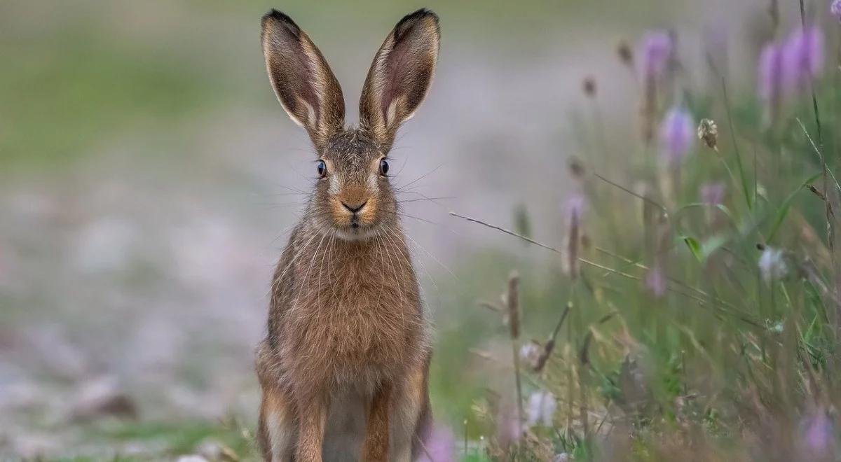 Będzie chłodno, ale słonecznie i bez opadów. Pogoda na Wielkanoc