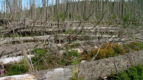 Leśnicy z Białowieży alarmują: rezerwat krajobrazowy umiera