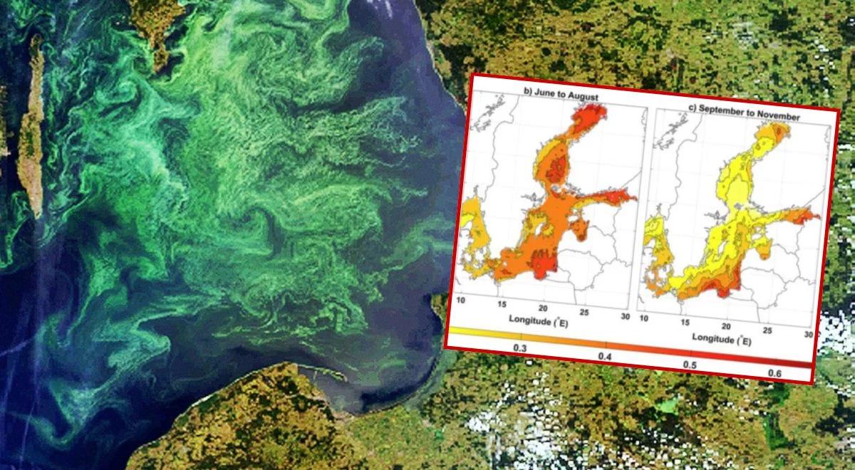 IMGW bije na alarm ws. Bałtyku. Satelity potwierdzają negatywny trend