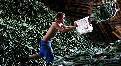 Niemcy: zmarła 22. osoba zarażona groźnym szczepem bakterii E. coli