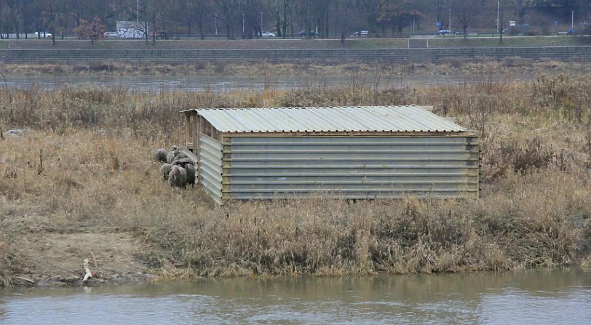 Martwe kozy nad Wisłą. Są zarzuty znęcania się nad zwierzętami
