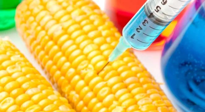Francja nie chce GMO. Zakazuje zmodyfikowanej genetycznie kukurydzy