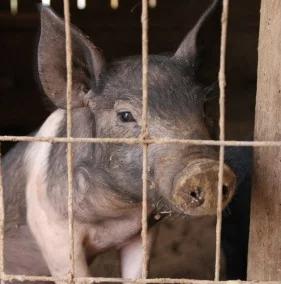 ASF: protest rolników w Białymstoku. Domagają się skupu tuczników