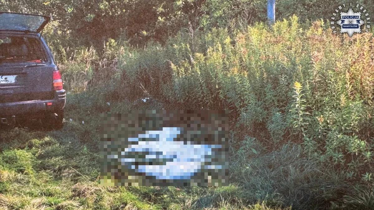 Myśliwi zastrzelili łabędzie pod ochroną. "Pomylili je z gęsiami"