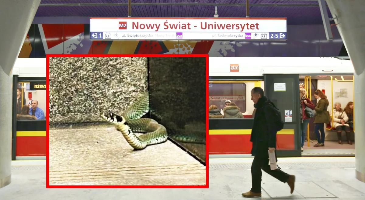 Wąż pełzał po stacji metra w Warszawie. Na miejscu pojawił się Ekopatrol