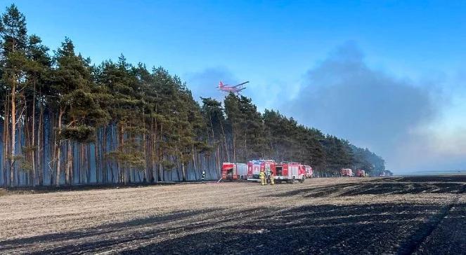 Duży pożar w Wielkopolsce. Spłonęło 60 ha zboża