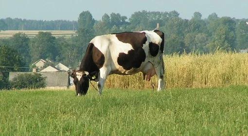 Krowa skacze przez przeszkody