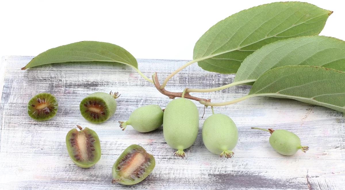 Mini kiwi w Polsce: pogoda daje w kość plantatorom