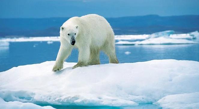 Arktyka się topi. Niedźwiedzie polarne zamiast fok jedzą trawę