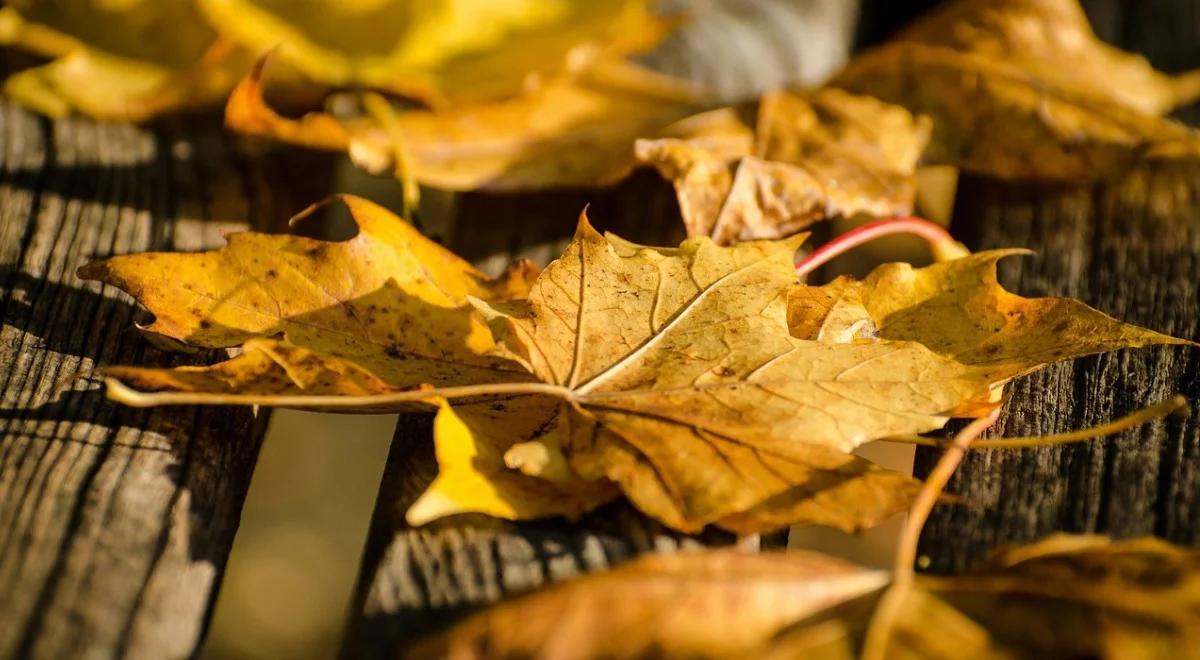 Prognoza pogody: pierwszy dzień jesieni z letnią temperaturą. Miejscami popada 