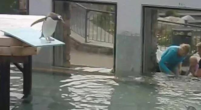 Pingwin bał się skoczyć z trampoliny. Ostatecznie... [wideo]