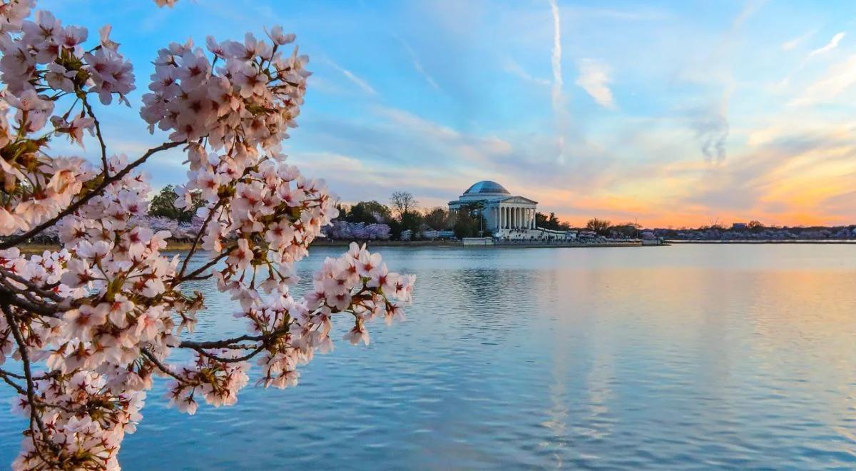 Nowa era przyjaźni Japonii i USA. Wiśnie znów połączą narody