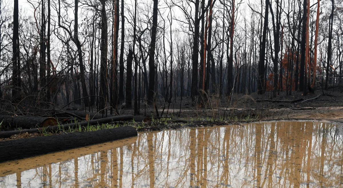 Australijskie pożary pod kontrolą. Pomógł deszcz