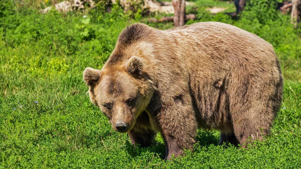 Szlak w Tatrach zamknięty z powodu niedźwiedzia. Przewodnik nigdy nie widział czegoś takiego 