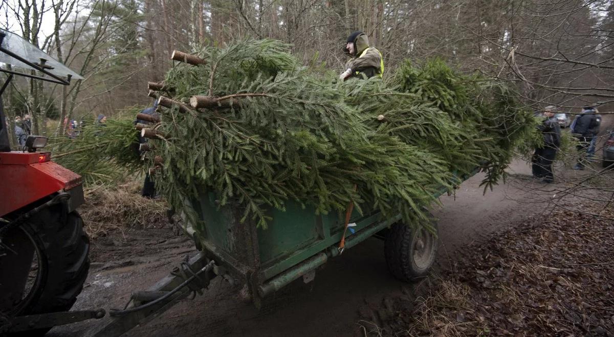 Wysoki mandat, a nawet więzienie. To grozi za kradzież choinki z lasu