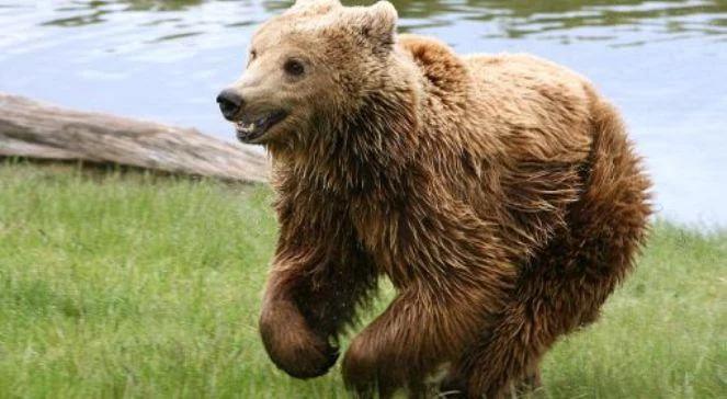 Bieszczady: przerwana akcja GOPR. Ratowników zaatakował niedźwiedź