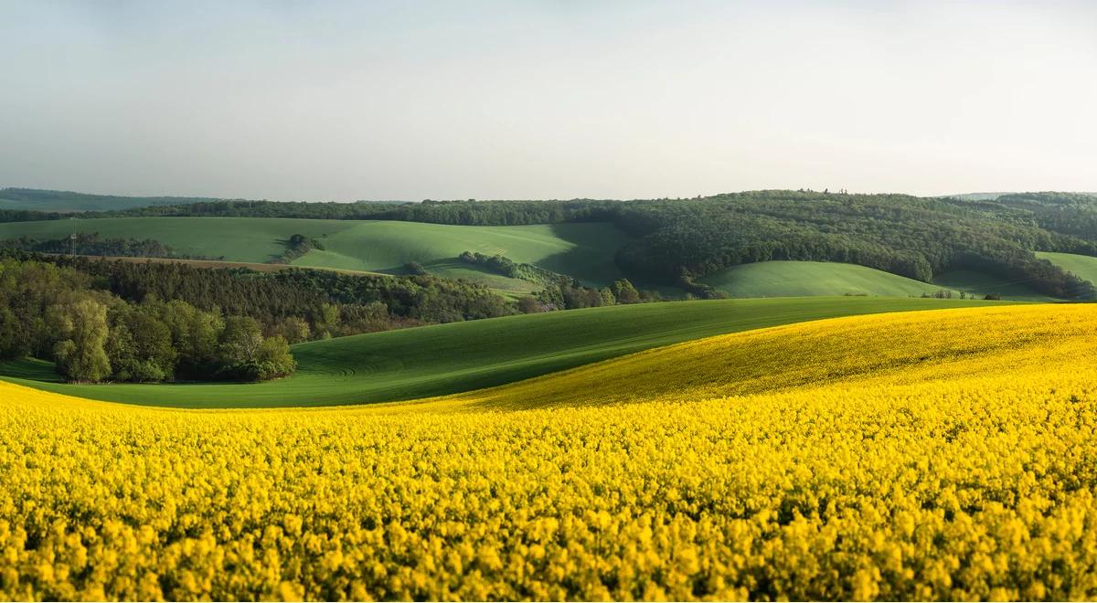 "Warunki pogodowe tej wiosny są bardzo dobre". Optymistyczne informacje ws. plonów zbóż i rzepaku