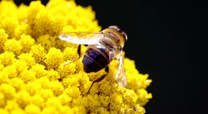 Ekorolnictwo, pestycydy i pszczoły