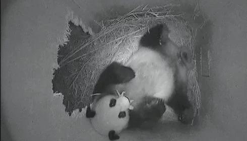 Drugie w historii narodziny pandy w ZOO (Zobacz!)