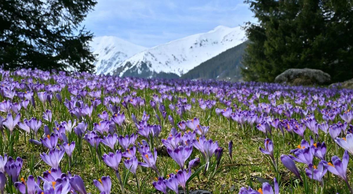 Tatry. Zakwitły krokusy. Piękne zjawisko przyciąga turystów