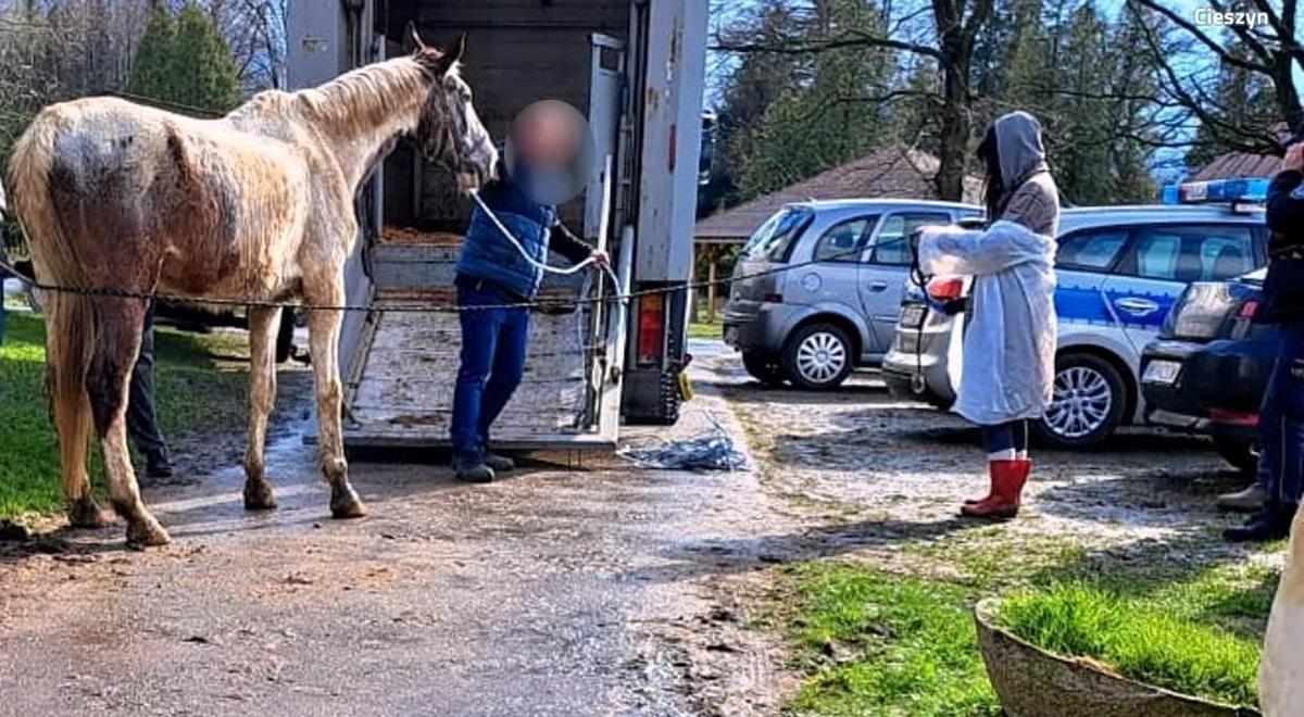 Śląsk. Konie były głodzone, brudne i chore. Właściciel odpowie za znęcanie się