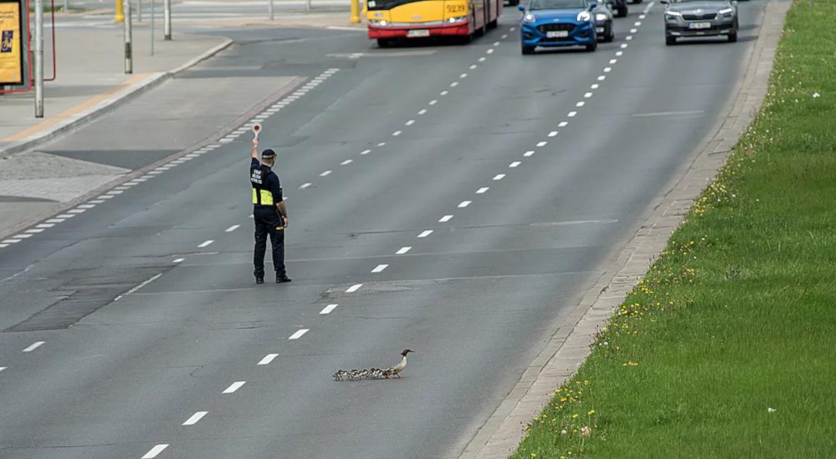 Wielka akcja w Warszawie. Pierwsze nurogęsi przeszły przez Czerniakowską