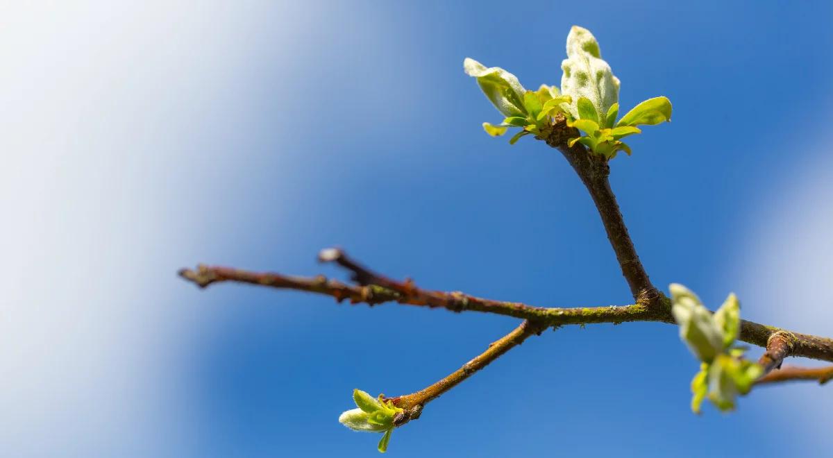 Wiosna wygrywa walkę z zimą. Termometry wskażą nawet 18 st. C