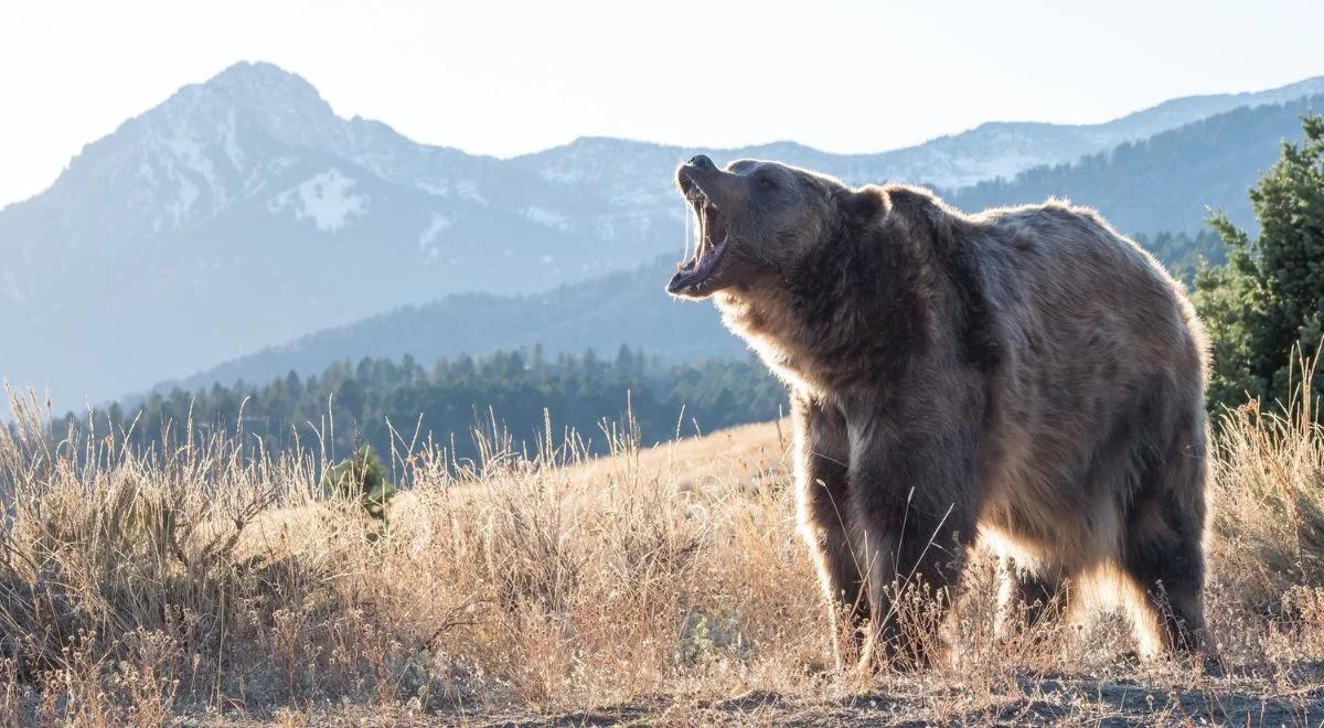 Kolejny atak niedźwiedzia w Tatrach. Turyści w strachu