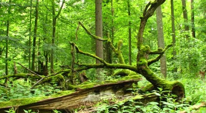 Puszcza Białowieska: jest decyzja ministra i są protesty