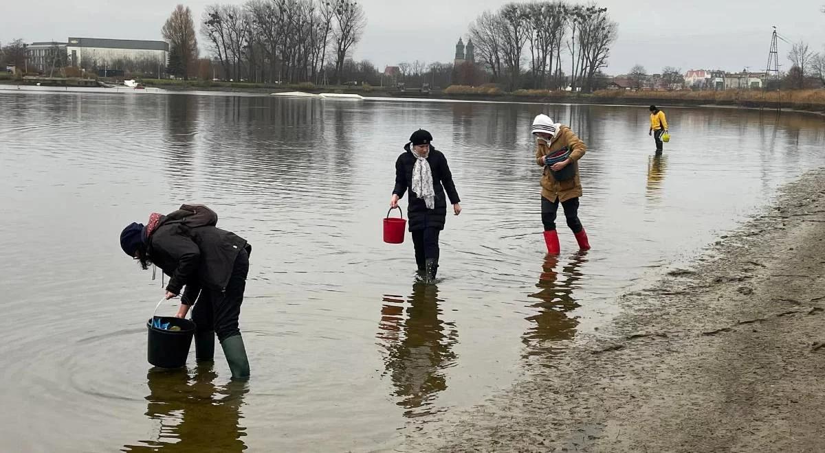 Studenci ratują małże. Wielka akcja w Poznaniu, bez niej "skazane byłyby na śmierć"