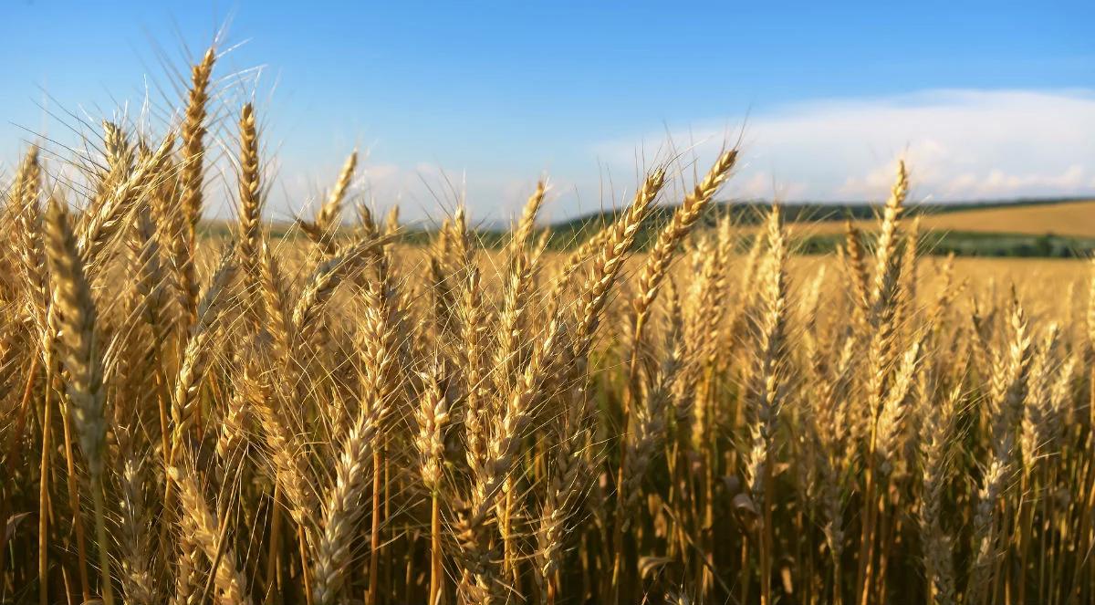 Ambitne plany KOWR. Dziesiątki tys. hektarów do dzierżawy