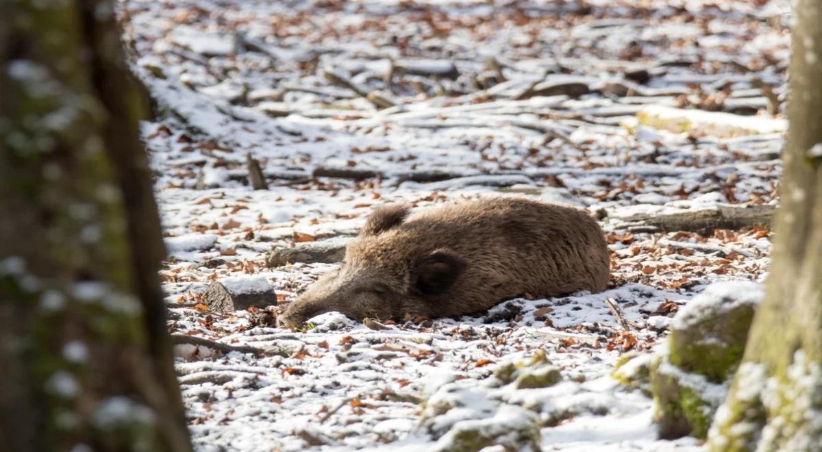 Wirus ASF tuż przy granicy z Polską. Przypadek potwierdziły czeskie służby