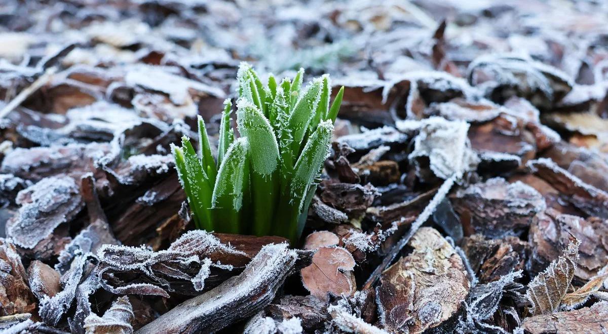 IMGW ostrzega przed przymrozkami. Nocą ujemne temperatury