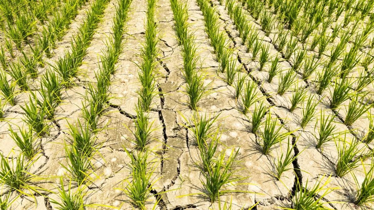 Susza hydrologiczna w Polsce. "Grozi nam klimat śródziemnomorski"