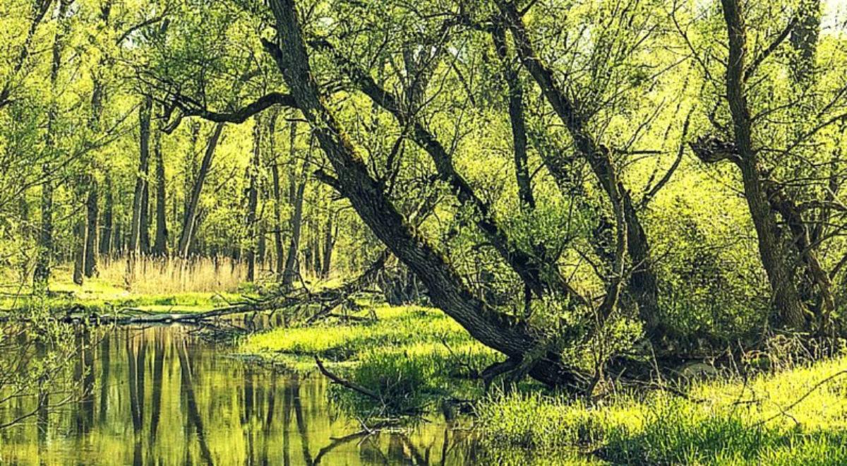 Sprzedaż lasów tylko dla celów inwestycji publicznych