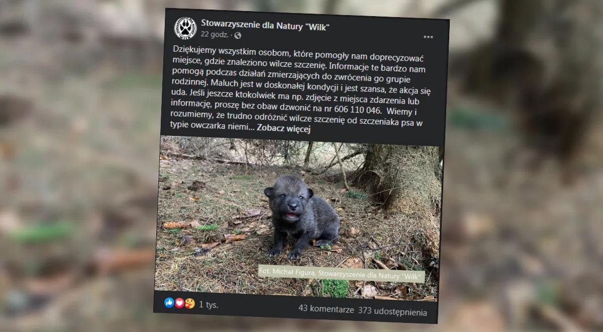 Turyści zabrali ze szlaku szczenię wilka. "Chcieli pomóc"