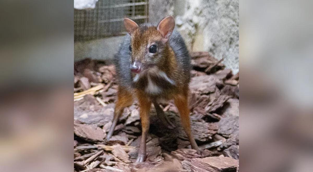 Nowy lokator warszawskiego zoo. Para myszojeleni doczekała się kolejnego potomka